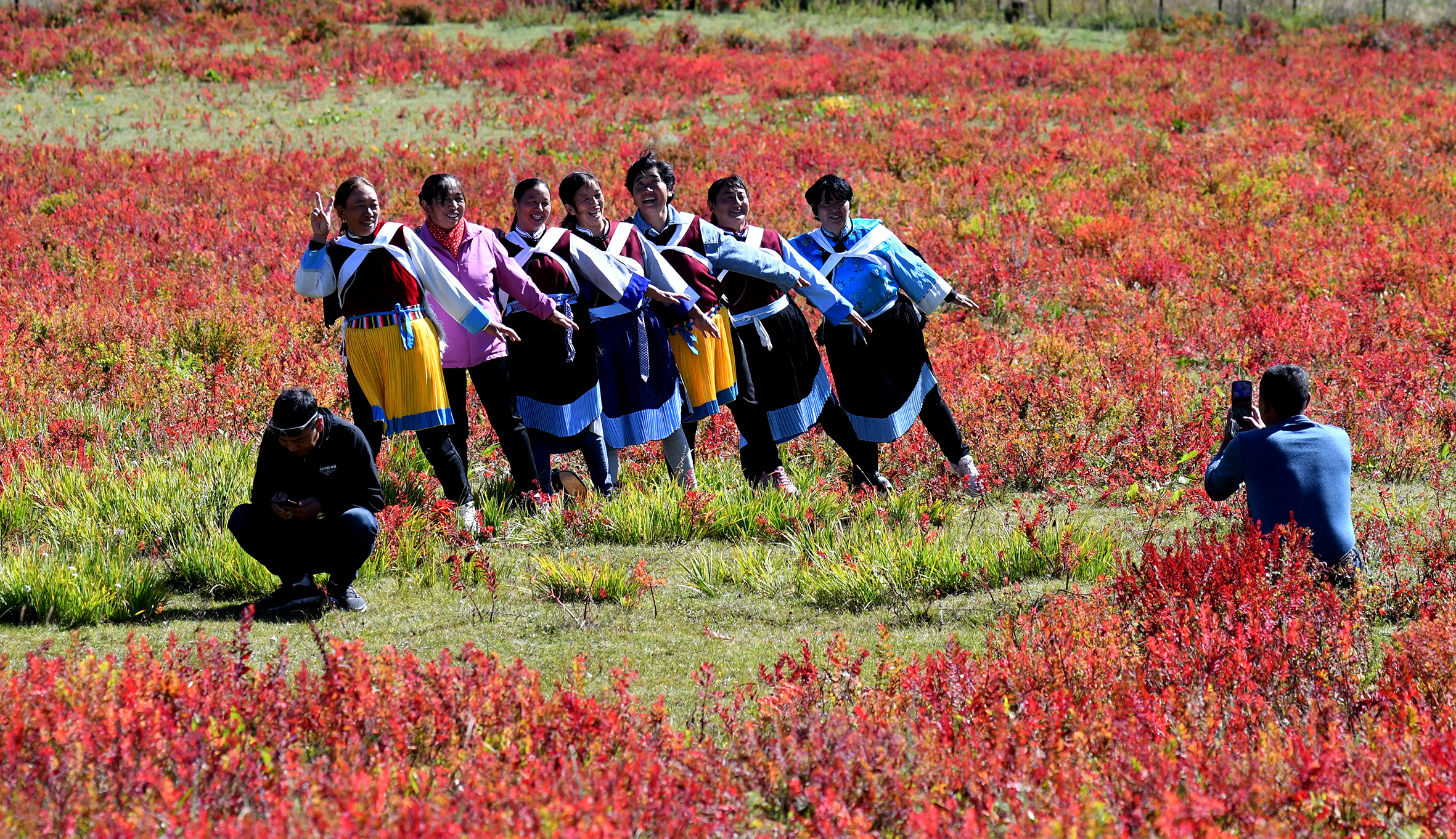 香格里拉狼毒火紅游客歡暢