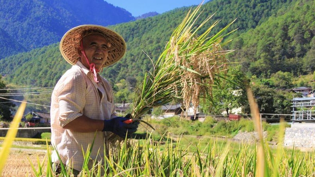 塔城鎮(zhèn)農民水稻秋收忙