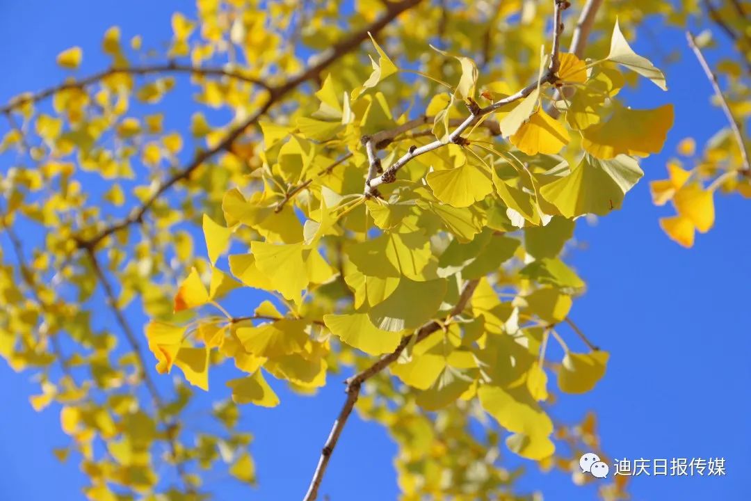 今日份的維西秋色請收下