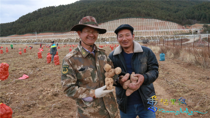 小中甸鎮(zhèn)貢下村馬鈴薯喜獲豐收