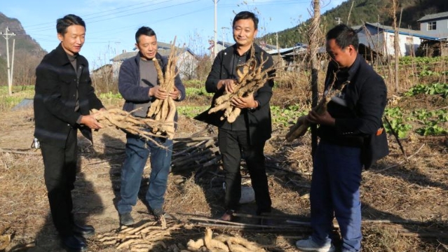 維西糯山藥開挖啦