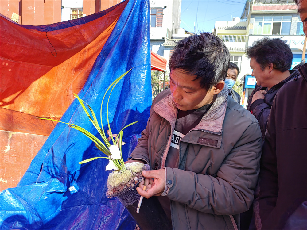 維西蘭花市場蘭花交易火熱