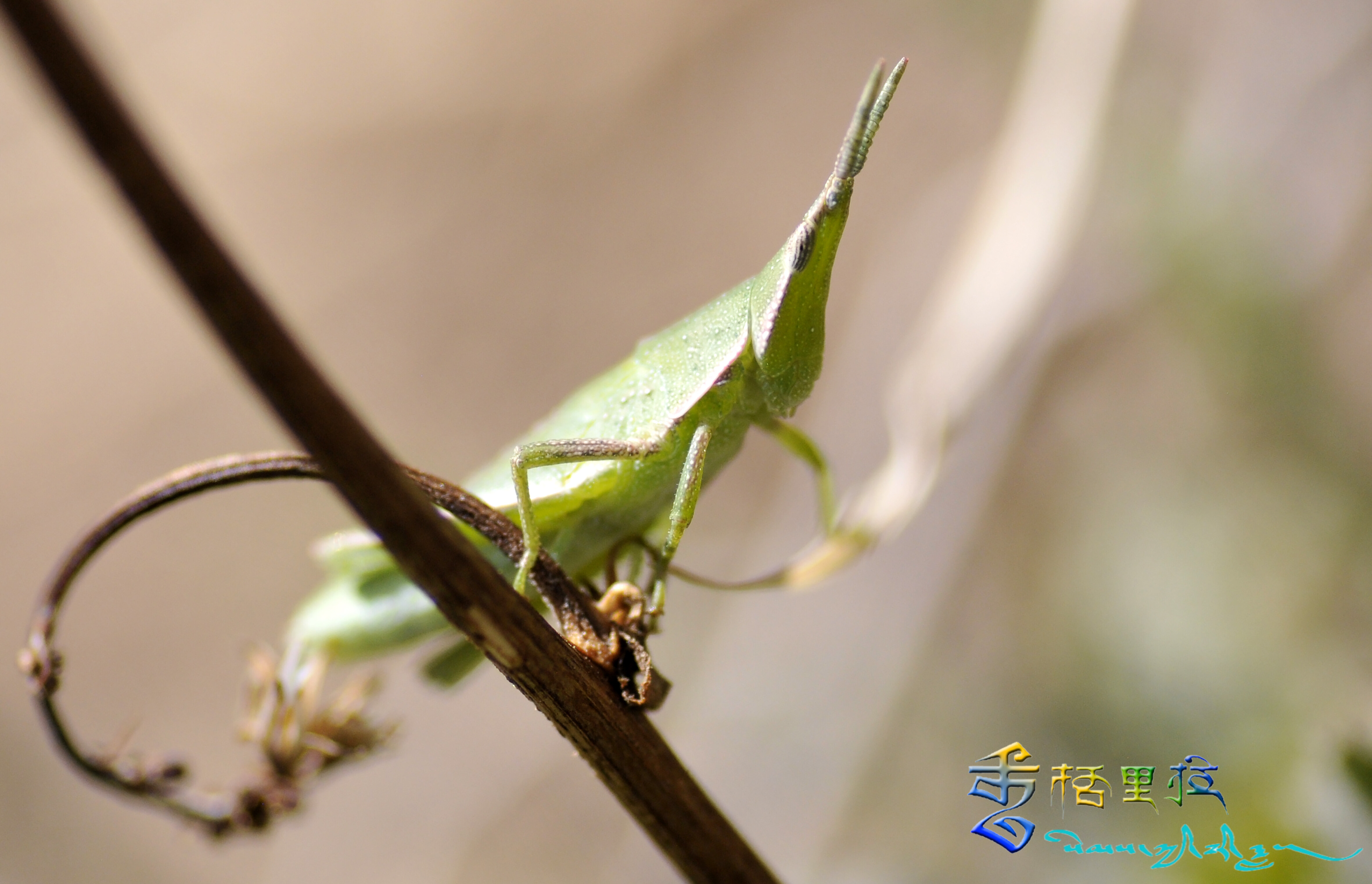 驚蟄到百蟲(chóng)醒