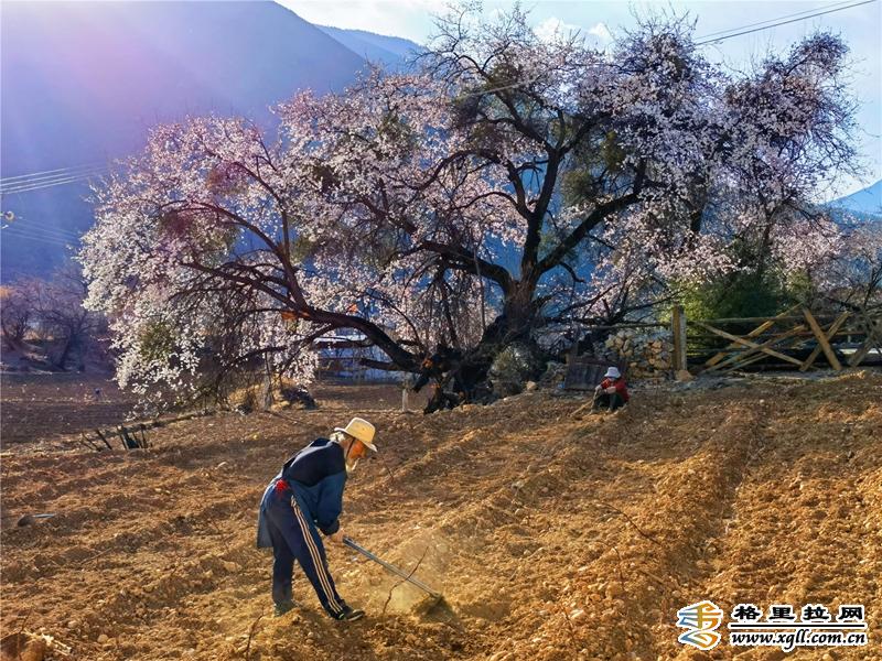 春分至 迪慶高原花開(kāi)春意濃