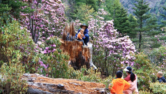 杜鵑花開，維西縣多處瞬間“走紅”！