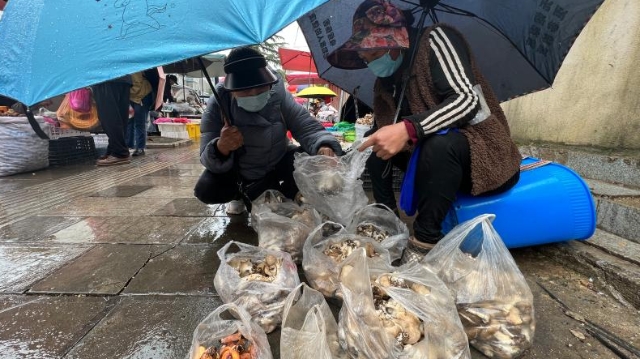 香格里拉市民冒雨購(gòu)買野生菌