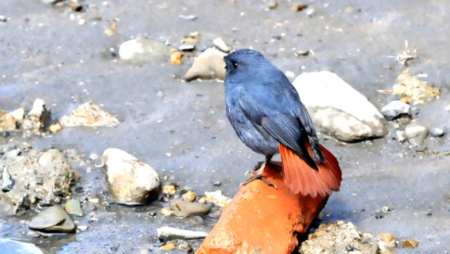 【迪慶百鳥集】??紅尾水鴝