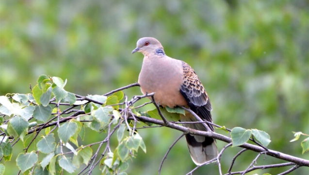 【迪慶百鳥(niǎo)集】?山斑鳩