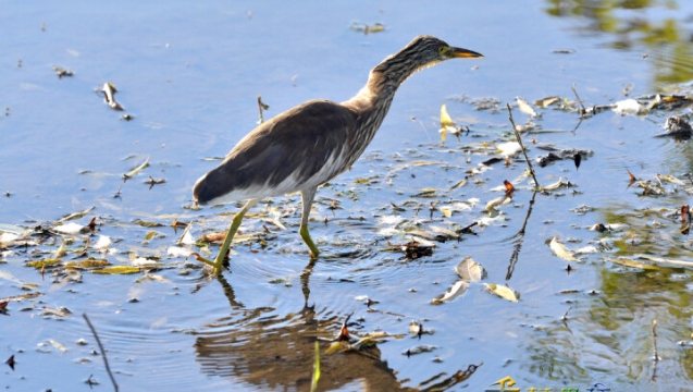 【迪慶百鳥集】51  池鷺