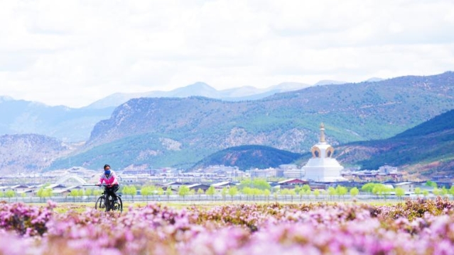 草原上的杜鵑花都開(kāi)好了，你還不來(lái)嗎？