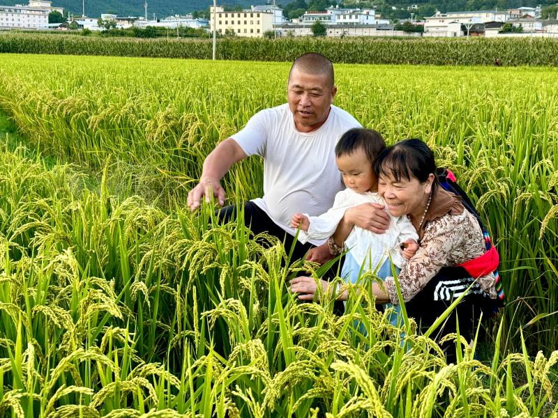 香格里拉市金江鎮(zhèn)處處呈現(xiàn)出一派生機(jī)盎然、豐收在望的喜人景象