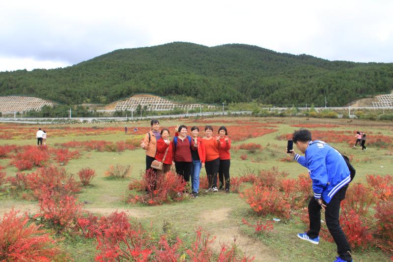 10月狼毒紅了，香格里拉開啟深秋模式