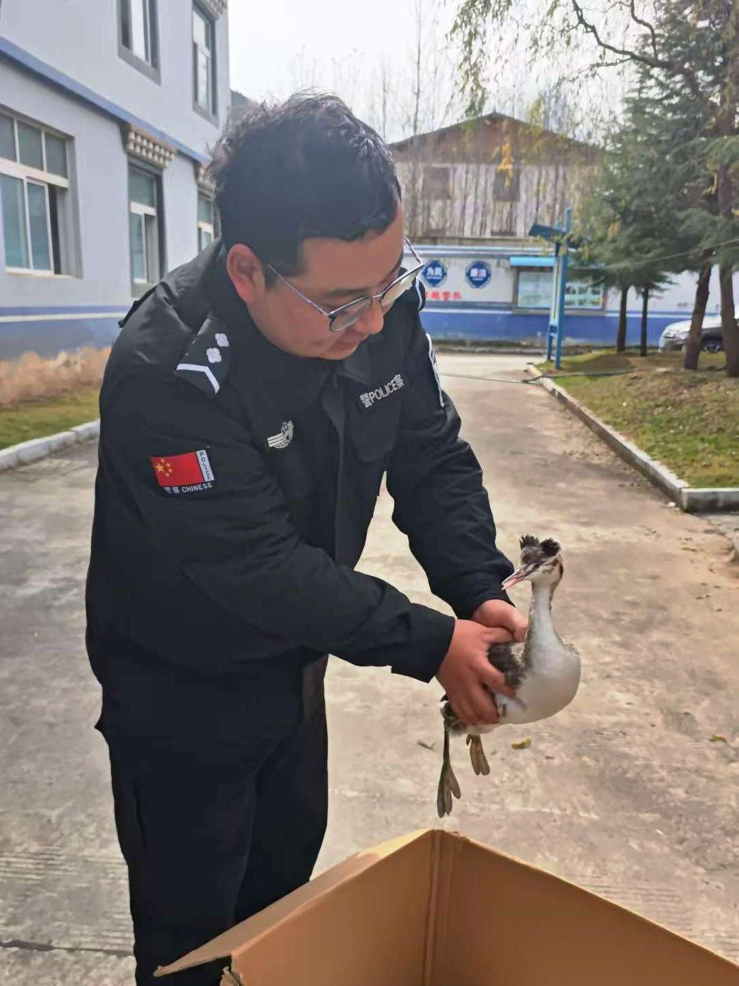 香格里拉市格咱鄉(xiāng)小學救助一只受傷的鳳頭鸊鷉