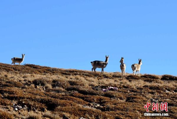 西藏阿里 野生動物的天堂（組圖）