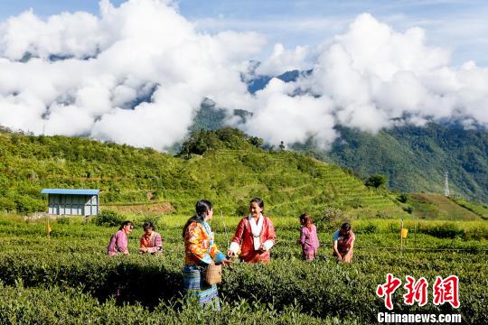 西藏墨脫迎來(lái)春茶采摘季