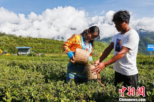 圖為當(dāng)?shù)剞r(nóng)戶在采茶。墨脫縣委宣傳部供圖