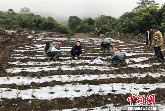 圖為當(dāng)?shù)剞r(nóng)戶種植茶葉。墨脫縣委宣傳部供圖